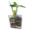 Lucky Bamboo in Triangular Glass Vase (3.25")